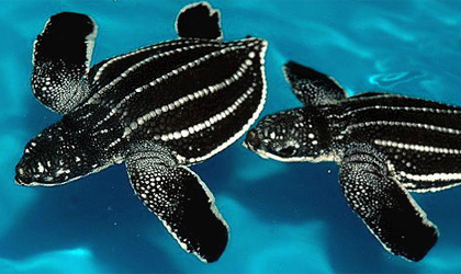 Penyu Belimbing Banyuwangi