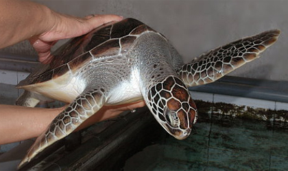 Penyu Hijau Banyuwangi