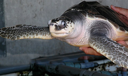 Penyu Lekang Banyuwangi