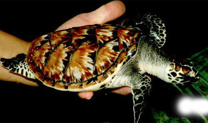 Penyu Sisik  Banyuwangi