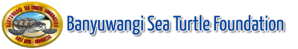 Banyuwangi Sea Turtle Foundation
