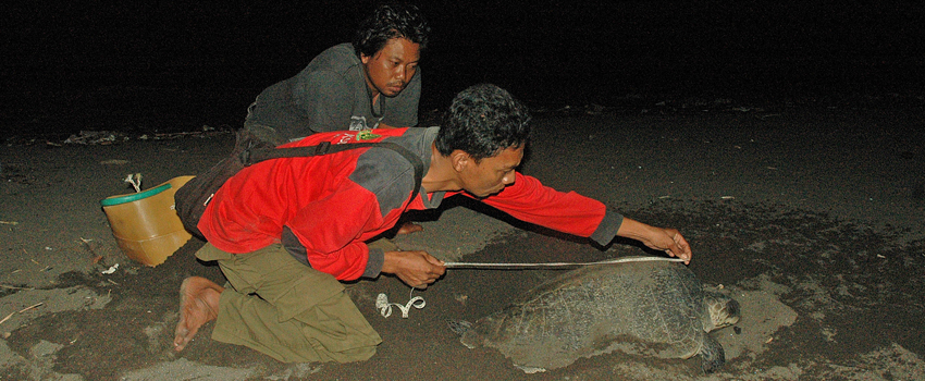 Banyuwangi Sea Turtle Foundation