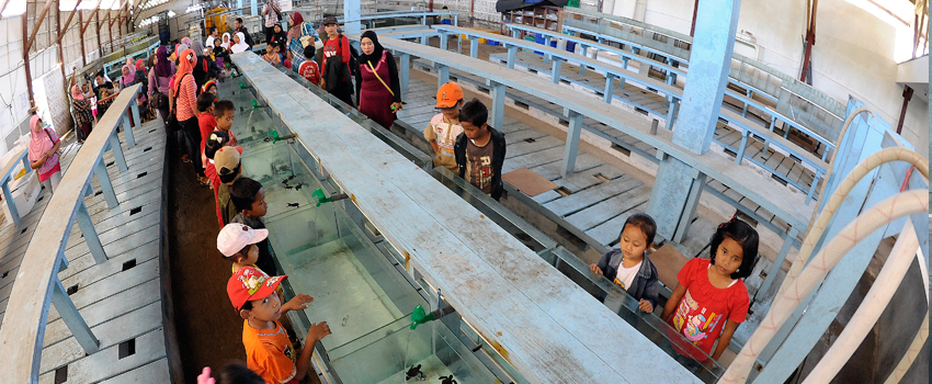 Banyuwangi Sea Turtle Foundation