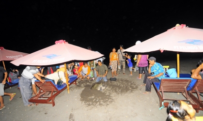 Penyelamatan Penyu 2
