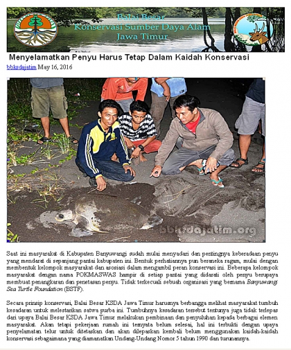 Penyu Bertelur di Pantai Boom