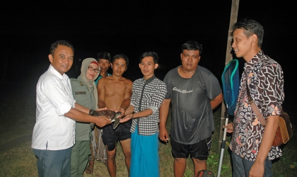 Penyelamatan Penyu Hijau di Pantai Wongsorejo