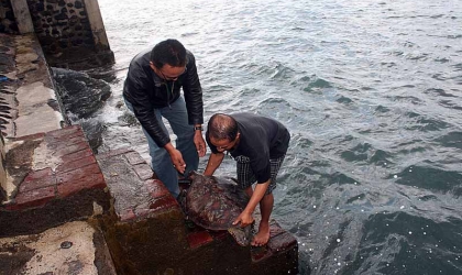 Penyu Berdiameter 1 Meter Dilepasliarkan