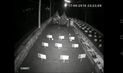 Menemukan Penyu Bertelur di Pantai Boom